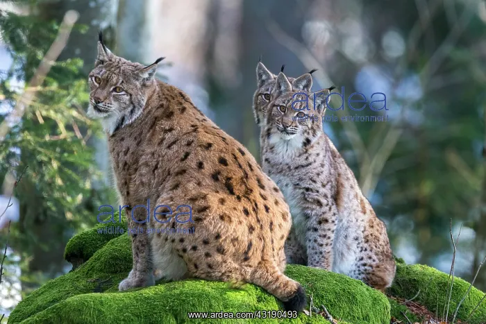 : Eurasian lynx (Lynx lynx) female and cubs on a mossy : Eurasian lynx (Lynx lynx) female and cubs on a mossy