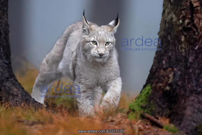 : Eurasian lynx (Lynx lynx), in a forest, Czech Republic : Eurasian lynx (Lynx lynx), in a forest, Czech Republic