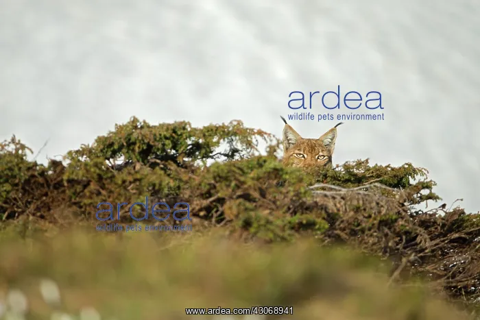 : Eurasian lynx (Lynx lynx) hidden in bushes, Vaud : Eurasian lynx (Lynx lynx) hidden in bushes, Vaud