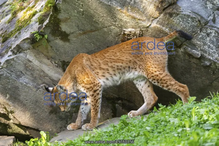 : Eurasian lynx (Lynx lynx) under a huge rock : Eurasian lynx (Lynx lynx) under a huge rock