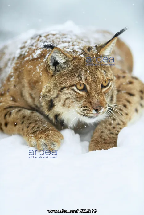 : Eurasian lynx (lynx lynx), lies attentively in the : Eurasian lynx (lynx lynx), lies attentively in the