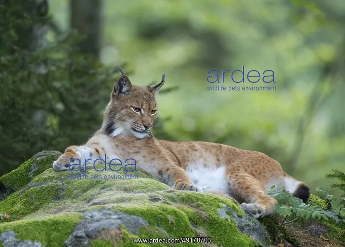 : Eurasian lynx (Lynx lynx) lies on a moss-covered rock in the forest and looks attentively : Eurasian lynx (Lynx lynx) lies on a moss-covered rock in the forest and looks attentively