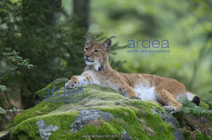 : Eurasian lynx (Lynx lynx) lies on a moss-covered rock in the forest and looks attentively : Eurasian lynx (Lynx lynx) lies on a moss-covered rock in the forest and looks attentively