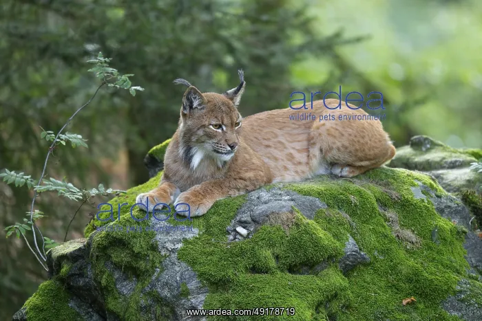 : Eurasian lynx (Lynx lynx) lies on a moss-covered rock in the forest and looks attentively : Eurasian lynx (Lynx lynx) lies on a moss-covered rock in the forest and looks attentively