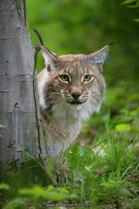 : Eurasian lynx (Lynx lynx) looks out behind tree : Eurasian lynx (Lynx lynx) looks out behind tree