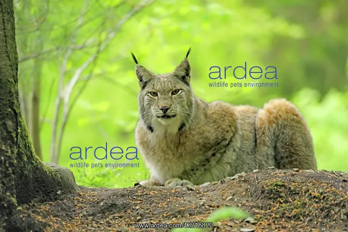 : Eurasian lynx (Lynx lynx) lying in the forest, Warstein : Eurasian lynx (Lynx lynx) lying in the forest, Warstein