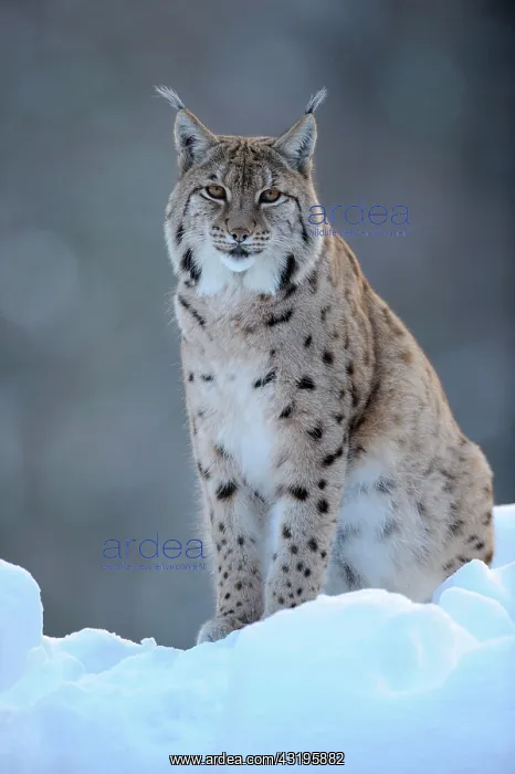 : Eurasian Lynx (Lynx lynx), male adult, compund : Eurasian Lynx (Lynx lynx), male adult, compund