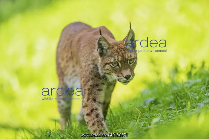 : Eurasian lynx (Lynx lynx) on a meadow, Austria : Eurasian lynx (Lynx lynx) on a meadow, Austria