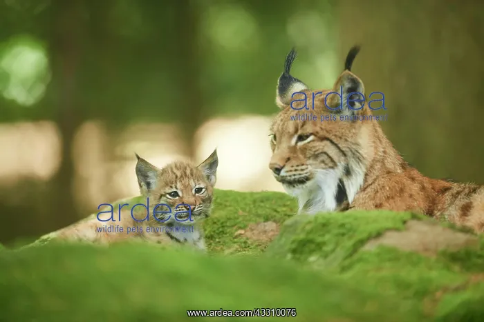 : Eurasian lynx (Lynx lynx) mother with her youngster : Eurasian lynx (Lynx lynx) mother with her youngster