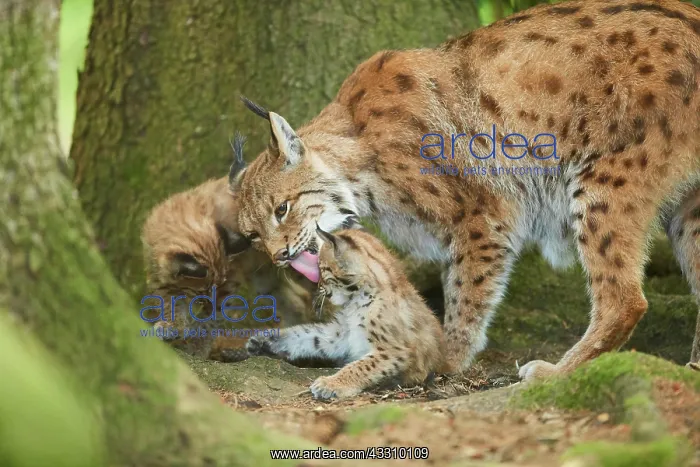 : Eurasian lynx (Lynx lynx) mother with her youngsters : Eurasian lynx (Lynx lynx) mother with her youngsters