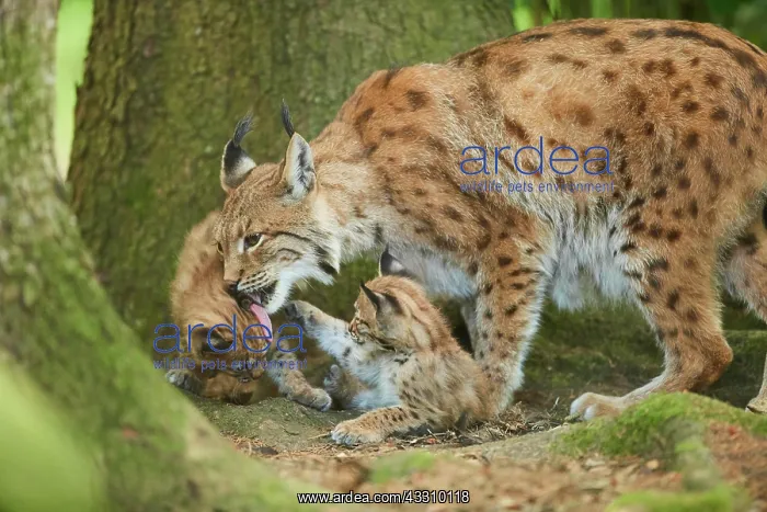 : Eurasian lynx (Lynx lynx) mother with her youngsters : Eurasian lynx (Lynx lynx) mother with her youngsters