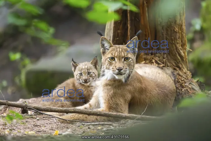  : Eurasian lynx (Lynx lynx) mother with her youngsters (cubs) in a forest