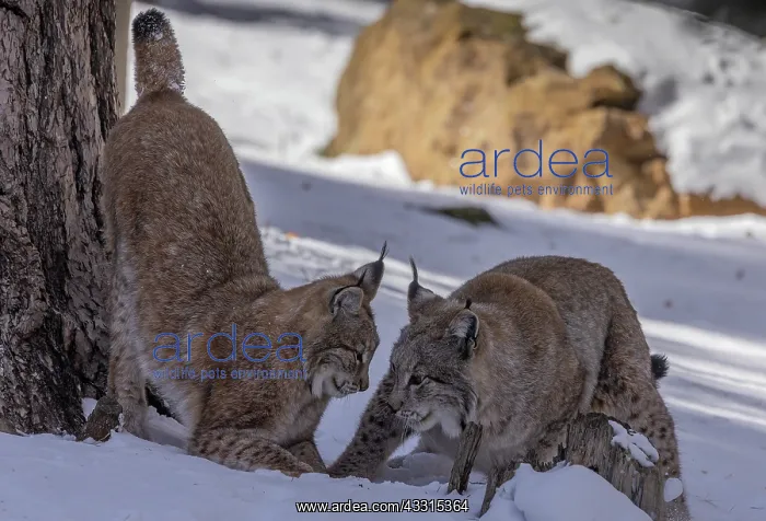 : Two Eurasian lynx, Lynx lynx, playing in the sno : Two Eurasian lynx, Lynx lynx, playing in the sno