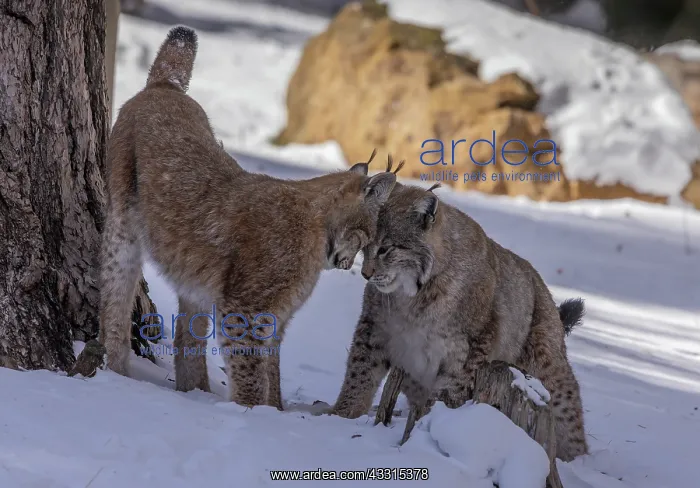 : Two Eurasian lynx, Lynx lynx, playing in the sno : Two Eurasian lynx, Lynx lynx, playing in the sno