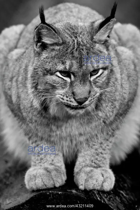 : Eurasian Lynx (Lynx lynx), portrait, black and white : Eurasian Lynx (Lynx lynx), portrait, black and white