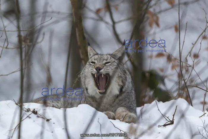 : Eurasian lynx, Lynx lynx, resting in snow covered forest : Eurasian lynx, Lynx lynx, resting in snow covered forest