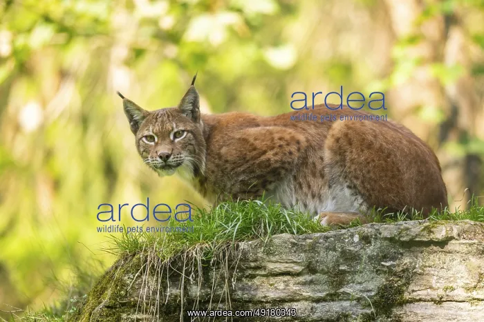 : Eurasian lynx (Lynx lynx) on a rock, Austria : Eurasian lynx (Lynx lynx) on a rock, Austria
