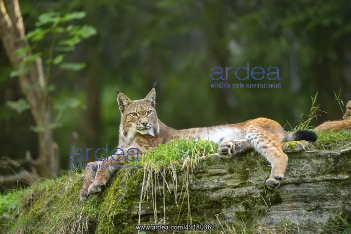 : Eurasian lynx (Lynx lynx) on a rock, Austria : Eurasian lynx (Lynx lynx) on a rock, Austria