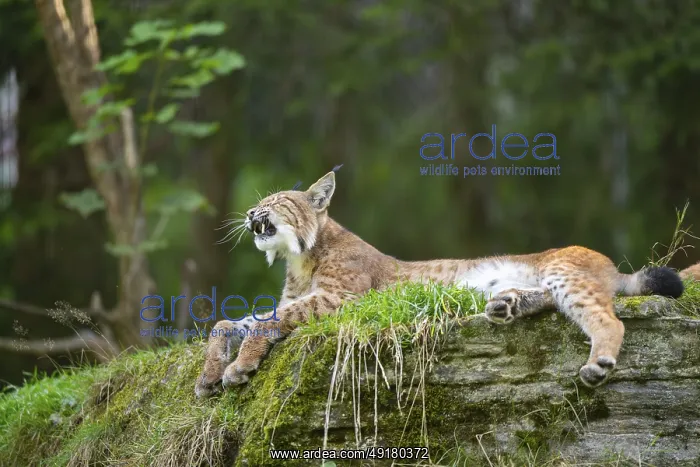 : Eurasian lynx (Lynx lynx) on a rock, Austria : Eurasian lynx (Lynx lynx) on a rock, Austria