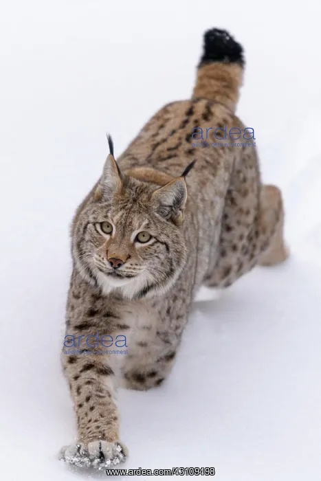 : Eurasian lynx (Lynx lynx), running through deep : Eurasian lynx (Lynx lynx), running through deep
