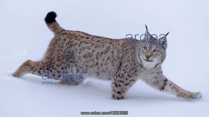 : Eurasian lynx (Lynx lynx), running through deep : Eurasian lynx (Lynx lynx), running through deep