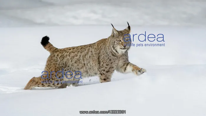 : Eurasian lynx (Lynx lynx), running through deep : Eurasian lynx (Lynx lynx), running through deep