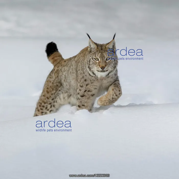 : Eurasian lynx (Lynx lynx), running through deep : Eurasian lynx (Lynx lynx), running through deep