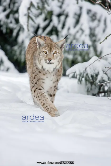 : Eurasian lynx (Lynx lynx) running in deep snow : Eurasian lynx (Lynx lynx) running in deep snow