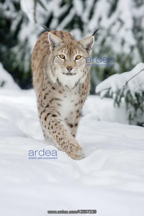 : Eurasian lynx (Lynx lynx) running in deep snow, c : Eurasian lynx (Lynx lynx) running in deep snow, c