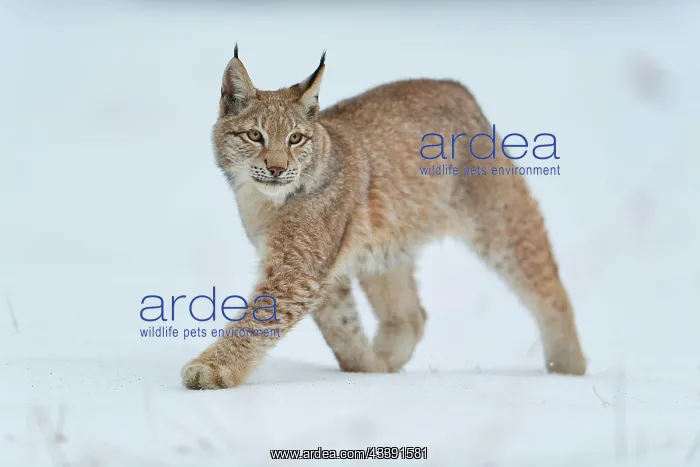 : Eurasian lynx (Lynx lynx), running across snow-covered : Eurasian lynx (Lynx lynx), running across snow-covered