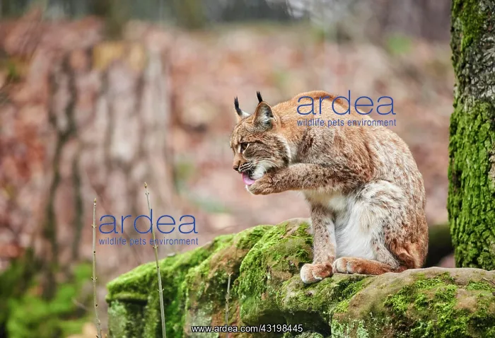 : Eurasian lynx (Lynx lynx) sits on rocks, coat care : Eurasian lynx (Lynx lynx) sits on rocks, coat care