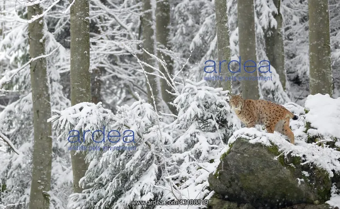 : Eurasian lynx (Lynx lynx) in the snow, Bayerischer : Eurasian lynx (Lynx lynx) in the snow, Bayerischer