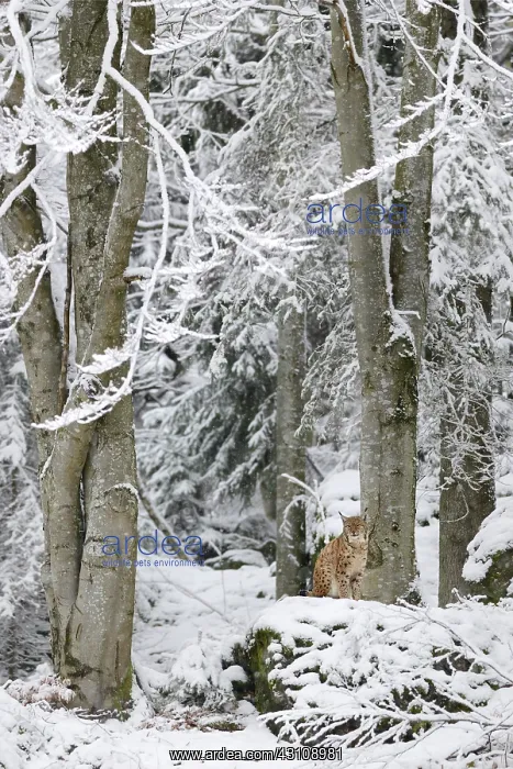: Eurasian lynx (Lynx lynx) in the snow, Bayerischer : Eurasian lynx (Lynx lynx) in the snow, Bayerischer