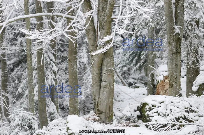 : Eurasian lynx (Lynx lynx) in the snow, Bayerischer : Eurasian lynx (Lynx lynx) in the snow, Bayerischer