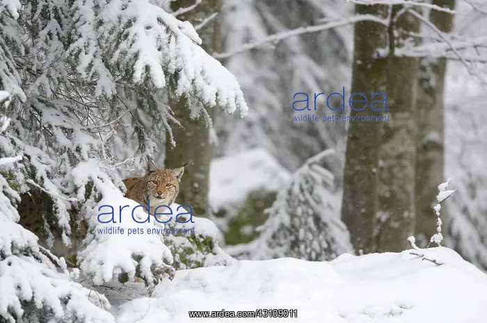 : Eurasian lynx (Lynx lynx) in the snow, Bayerischer : Eurasian lynx (Lynx lynx) in the snow, Bayerischer