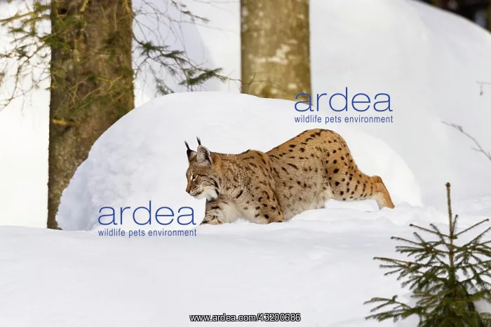  : Eurasian lynx (Lynx lynx) in snow, winter, Bavarian