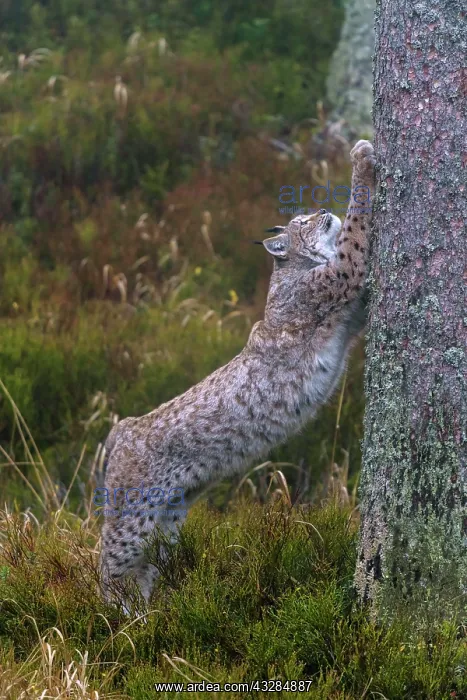 : Eurasian lynx (Lynx lynx), standing upright on a : Eurasian lynx (Lynx lynx), standing upright on a