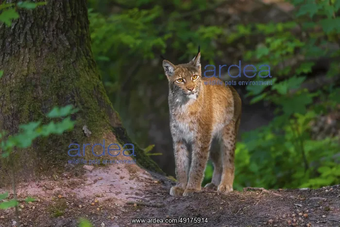 : A Eurasian lynx, (Lynx lynx) stands next to a big tree in a forest : A Eurasian lynx, (Lynx lynx) stands next to a big tree in a forest