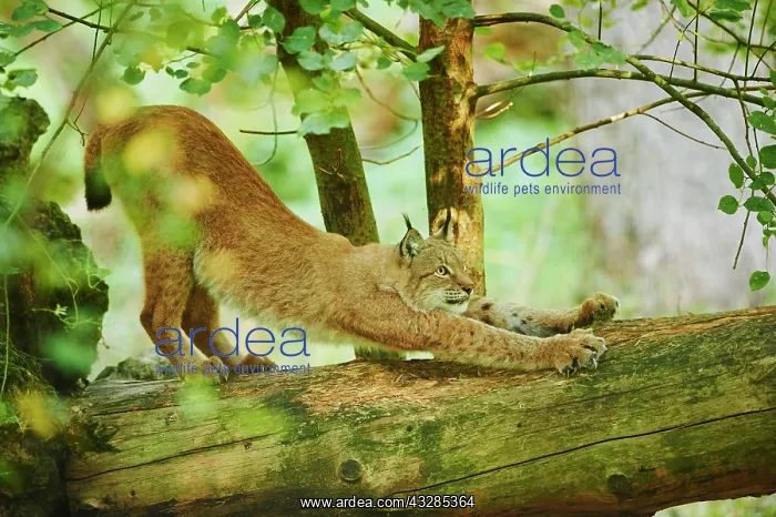 : Eurasian lynx (Lynx lynx), streching on a fallen : Eurasian lynx (Lynx lynx), streching on a fallen