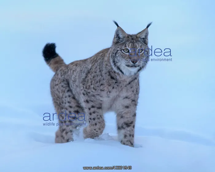  : Eurasian lynx (Lynx lynx), walking through deep