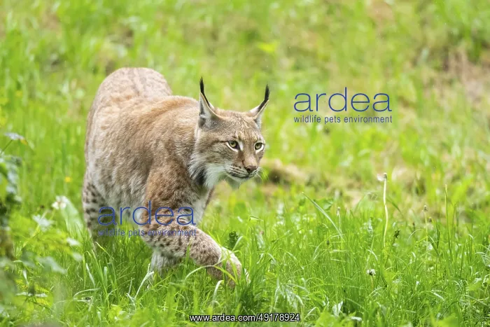 : Eurasian lynx (Lynx lynx) walking in the grass : Eurasian lynx (Lynx lynx) walking in the grass