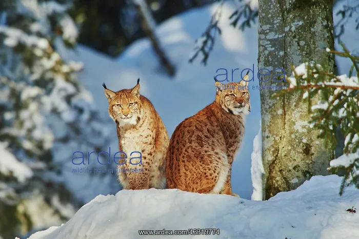 : Eurasian lynx (Lynx lynx) in winter, captive, Bavarian : Eurasian lynx (Lynx lynx) in winter, captive, Bavarian