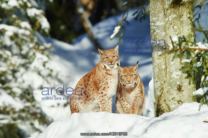 : Eurasian lynx (Lynx lynx) in winter, captive, Bavarian : Eurasian lynx (Lynx lynx) in winter, captive, Bavarian