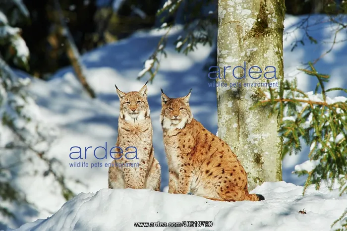 : Eurasian lynx (Lynx lynx) in winter, captive, Bavarian : Eurasian lynx (Lynx lynx) in winter, captive, Bavarian