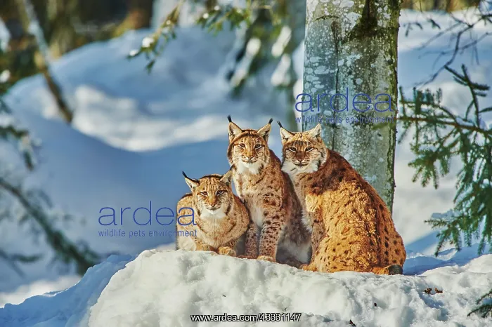 : Eurasian lynx (Lynx lynx) in winter, captive, Bavarian : Eurasian lynx (Lynx lynx) in winter, captive, Bavarian