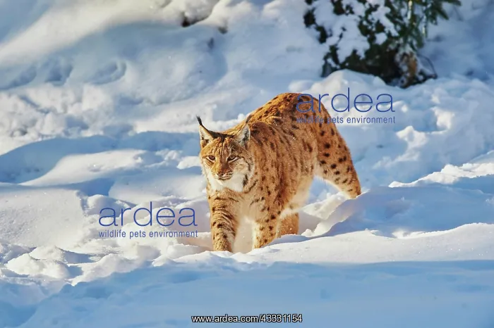  : Eurasian lynx (Lynx lynx) in winter, captive, Bavarian