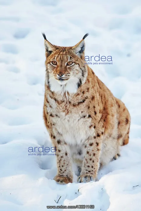 : Eurasian lynx (Lynx lynx) in winter, captive, Bavarian : Eurasian lynx (Lynx lynx) in winter, captive, Bavarian
