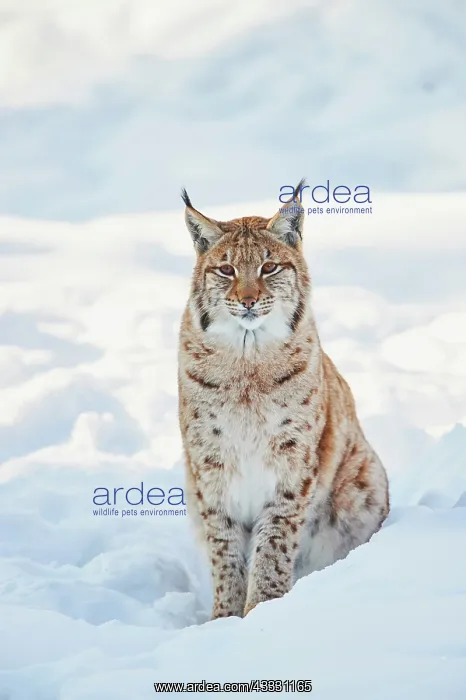 : Eurasian lynx (Lynx lynx) in winter, captive, Bavarian : Eurasian lynx (Lynx lynx) in winter, captive, Bavarian