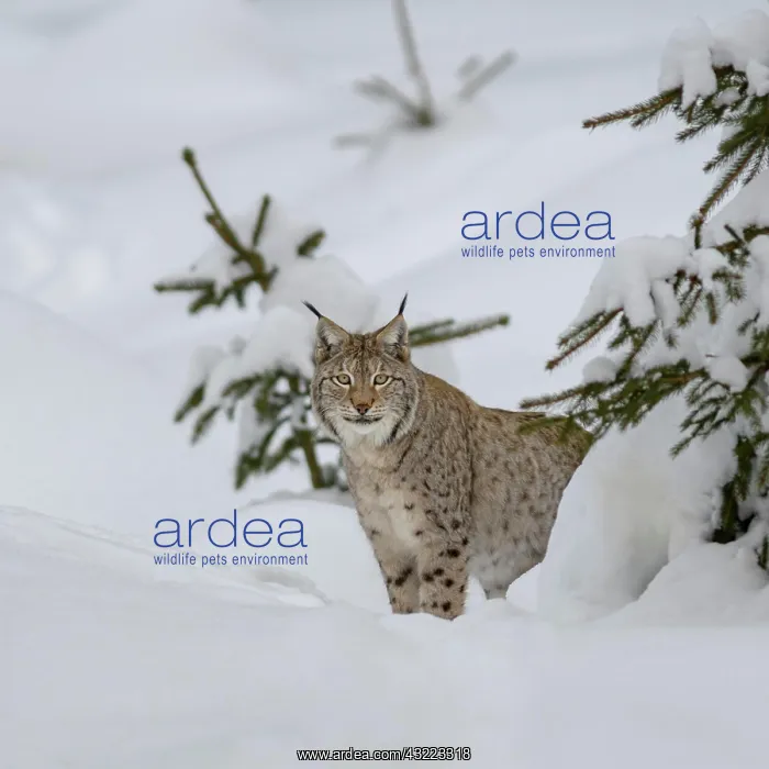 : Eurasian lynx (Lynx lynx), in winter forest, Sumava : Eurasian lynx (Lynx lynx), in winter forest, Sumava