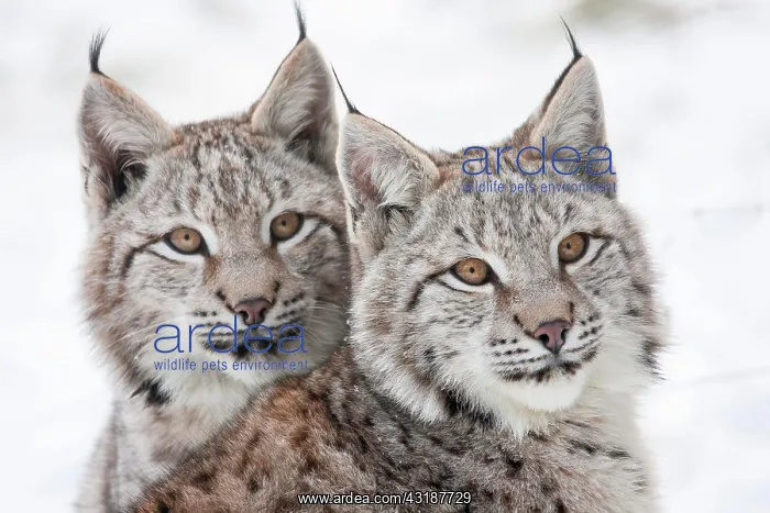 : Two eurasian lynx (Lynx lynx), young animals, animal : Two eurasian lynx (Lynx lynx), young animals, animal